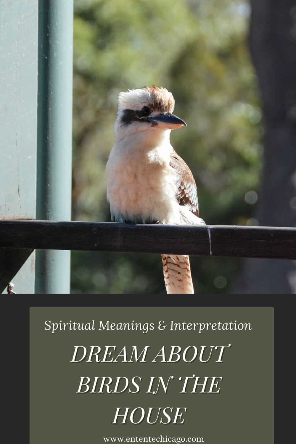Dream About Birds In The House (Spiritual Meanings & Interpretation)