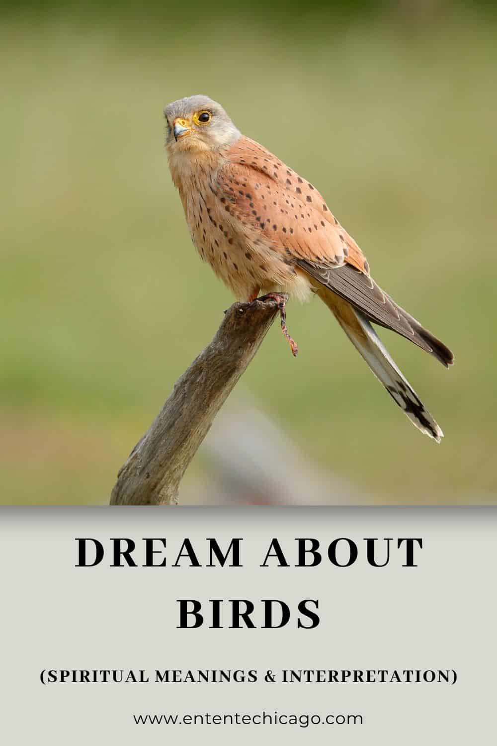 Dream About Birds (Spiritual Meanings & Interpretation)