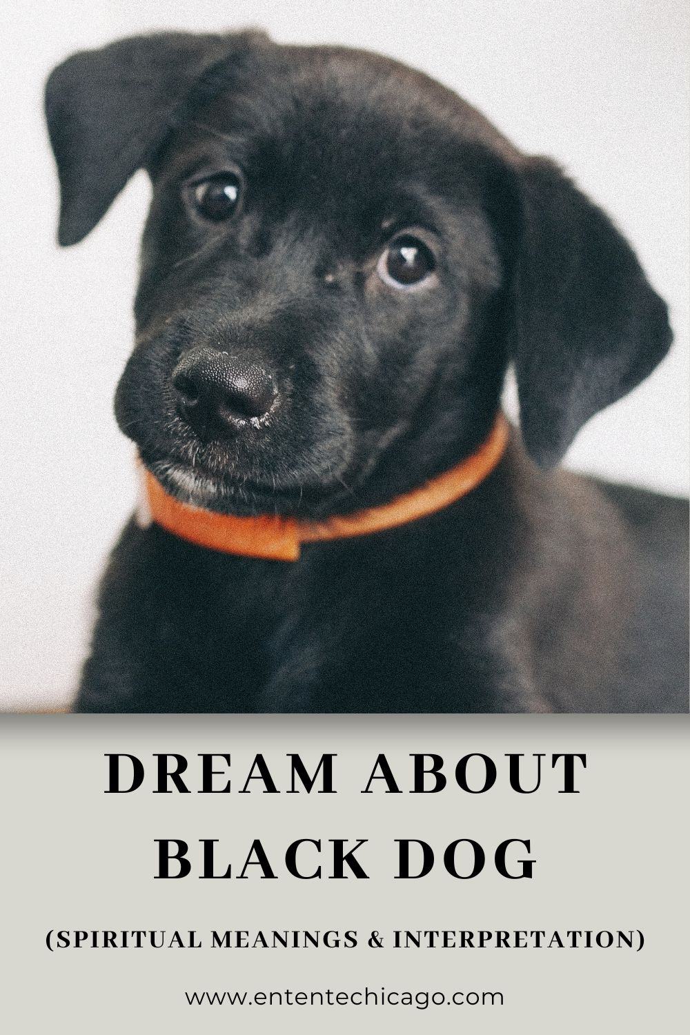 Dream About Black Dog (Spiritual Meanings & Interpretation)