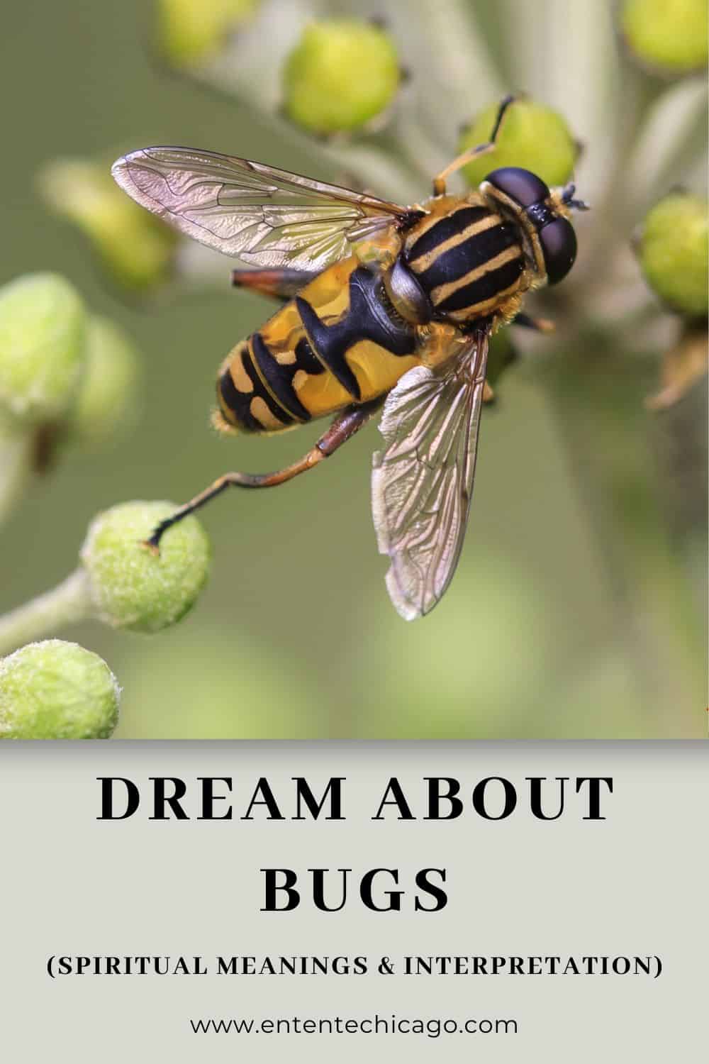 Dream About Bugs (Spiritual Meanings & Interpretation)