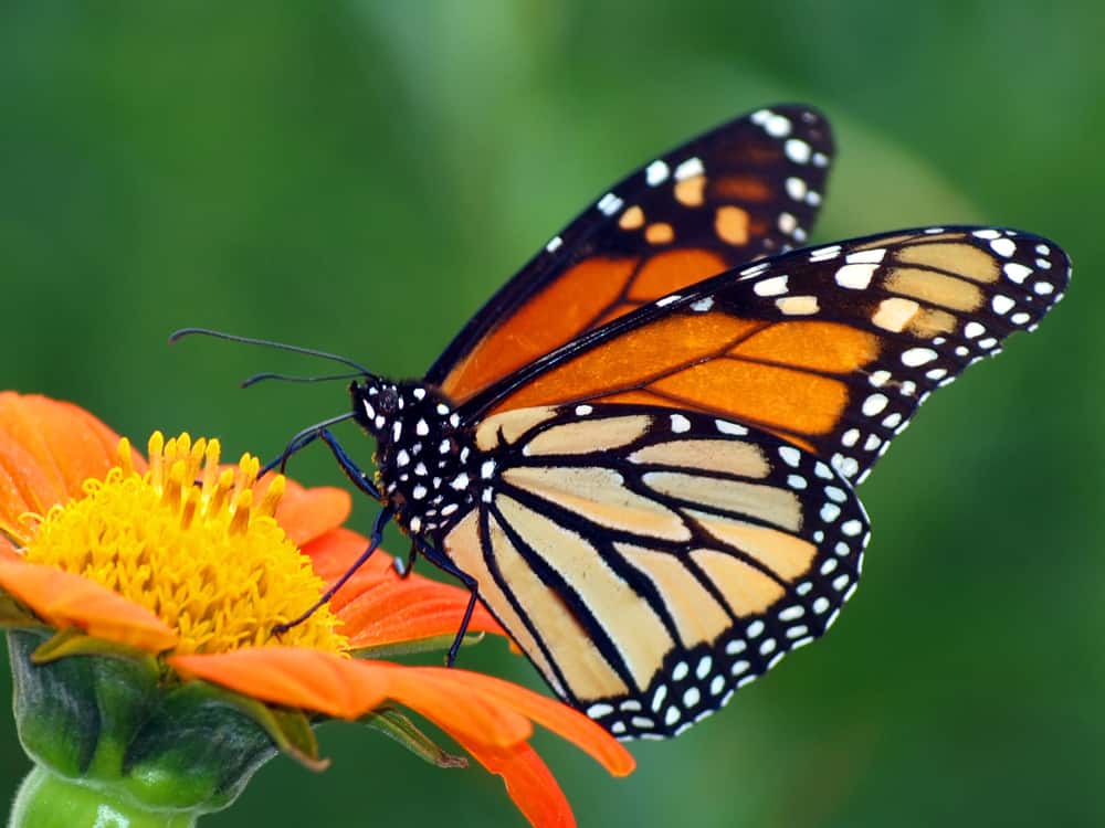 Dream About Butterflies (Spiritual Meanings & Interpretation)