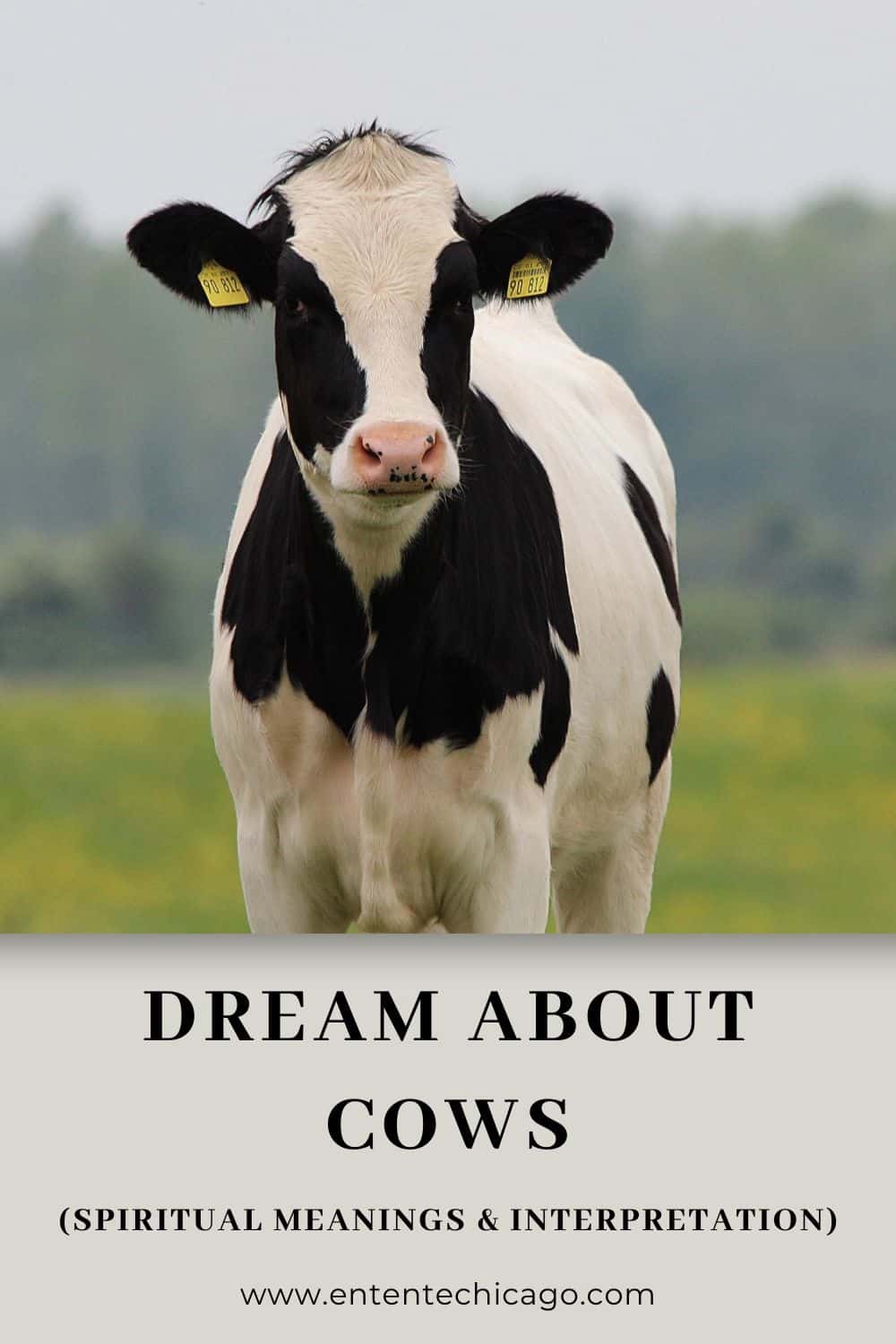 Dream About Cows (Spiritual Meanings & Interpretation)