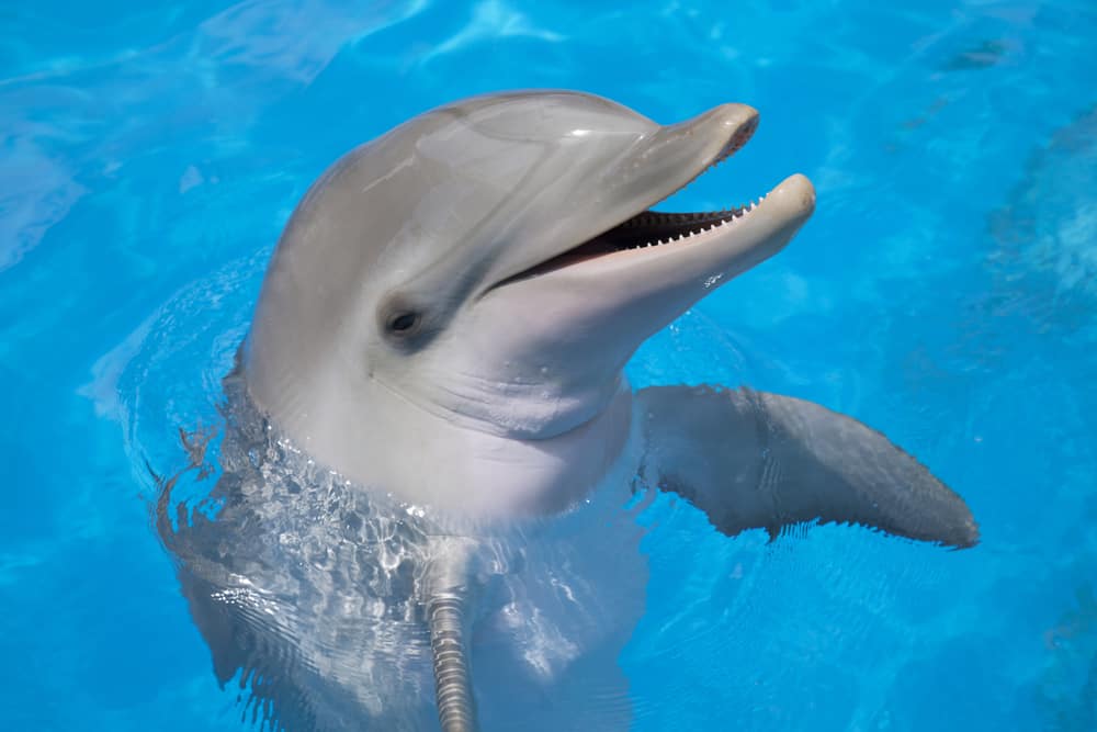 Dream About Dolphins (Spiritual Meanings & Interpretation)