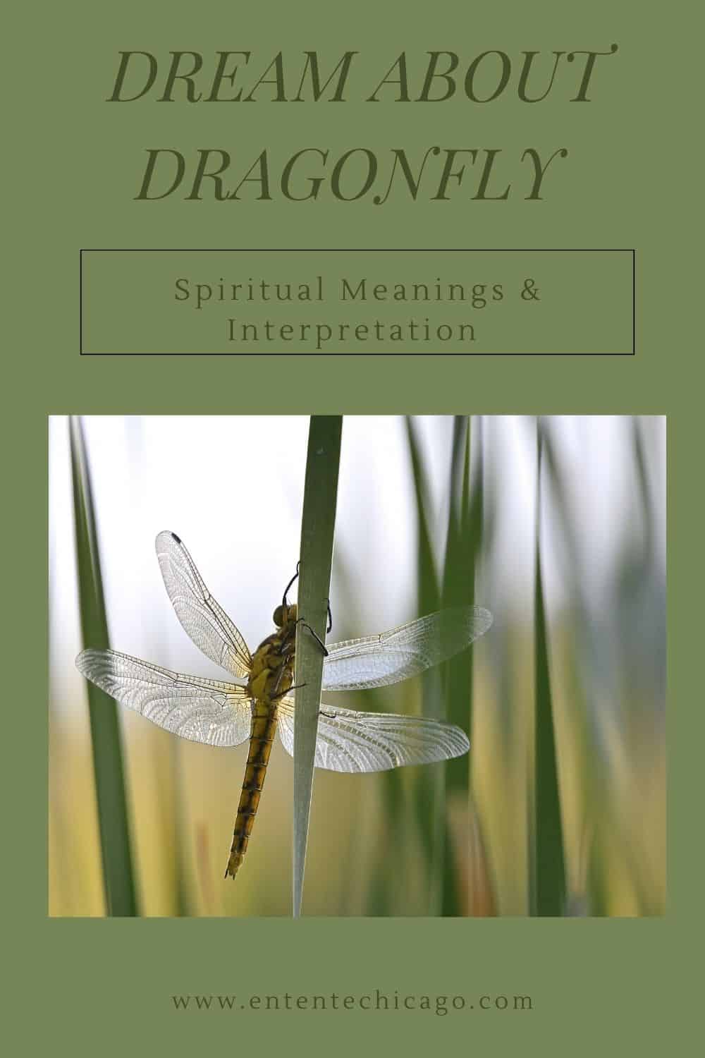 Dream About Dragonfly (Spiritual Meanings & Interpretation)