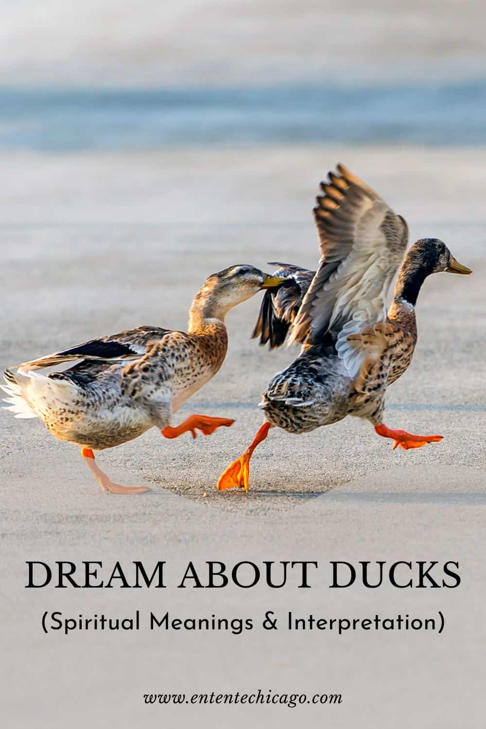 Dream About Ducks (Spiritual Meanings & Interpretation)