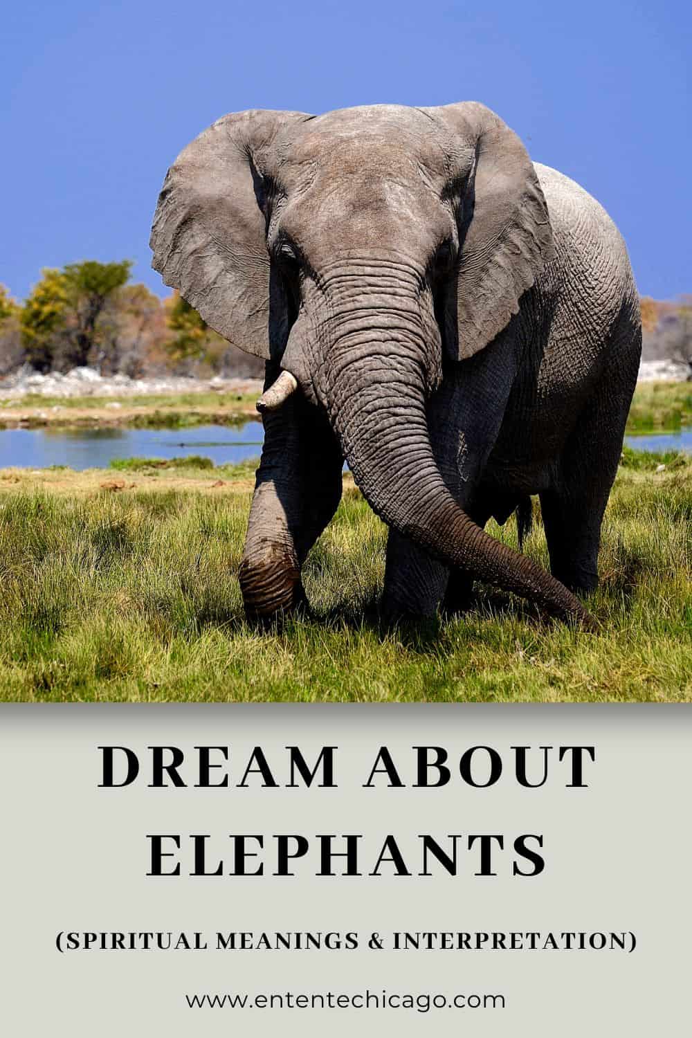 Dream About Elephants (Spiritual Meanings & Interpretation)