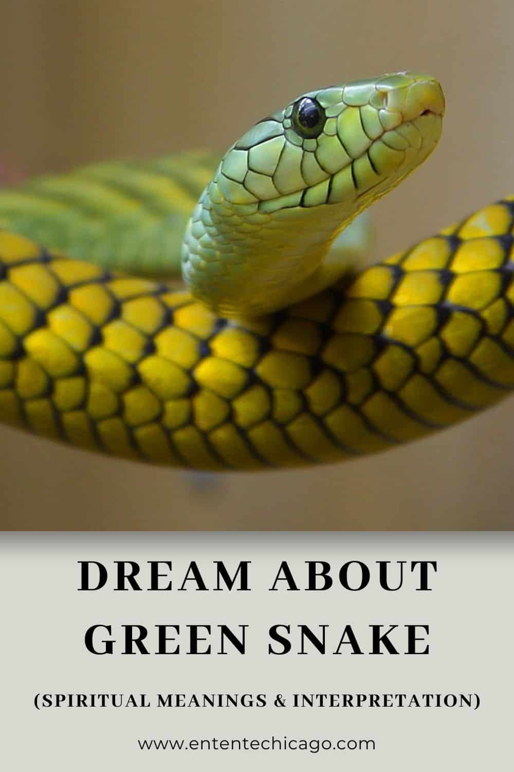 Dream About Green Snake (Spiritual Meanings & Interpretation)