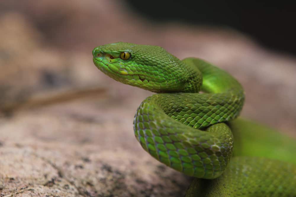 Dream About Green Snake (Spiritual Meanings & Interpretation)