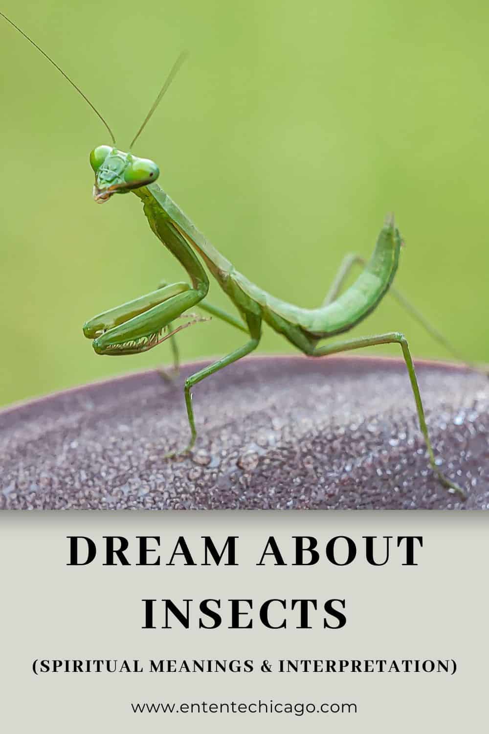 Dream About Insects (Spiritual Meanings & Interpretation)