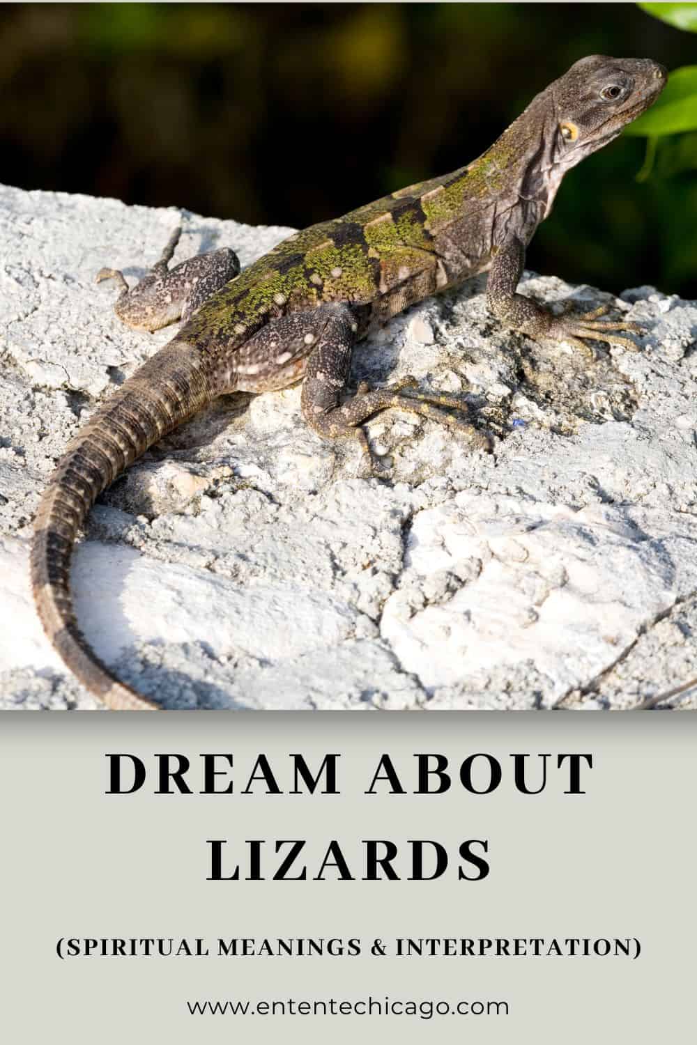 Dream About Lizards (Spiritual Meanings & Interpretation)