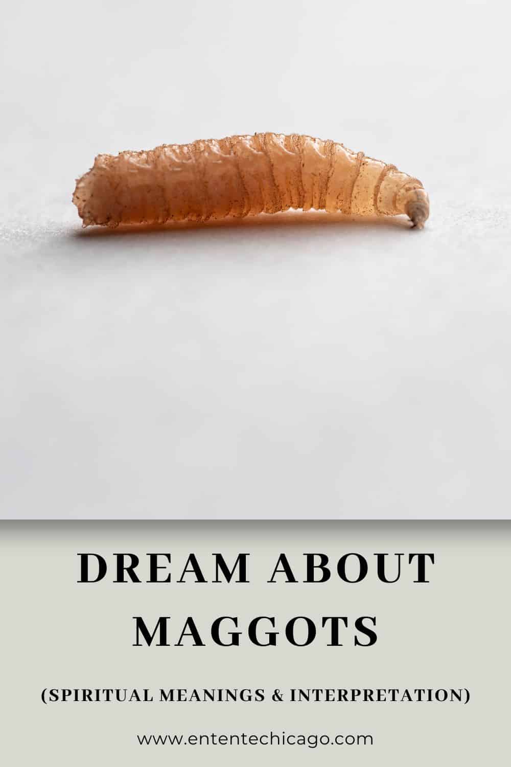 Dream About Maggots (Spiritual Meanings & Interpretation)
