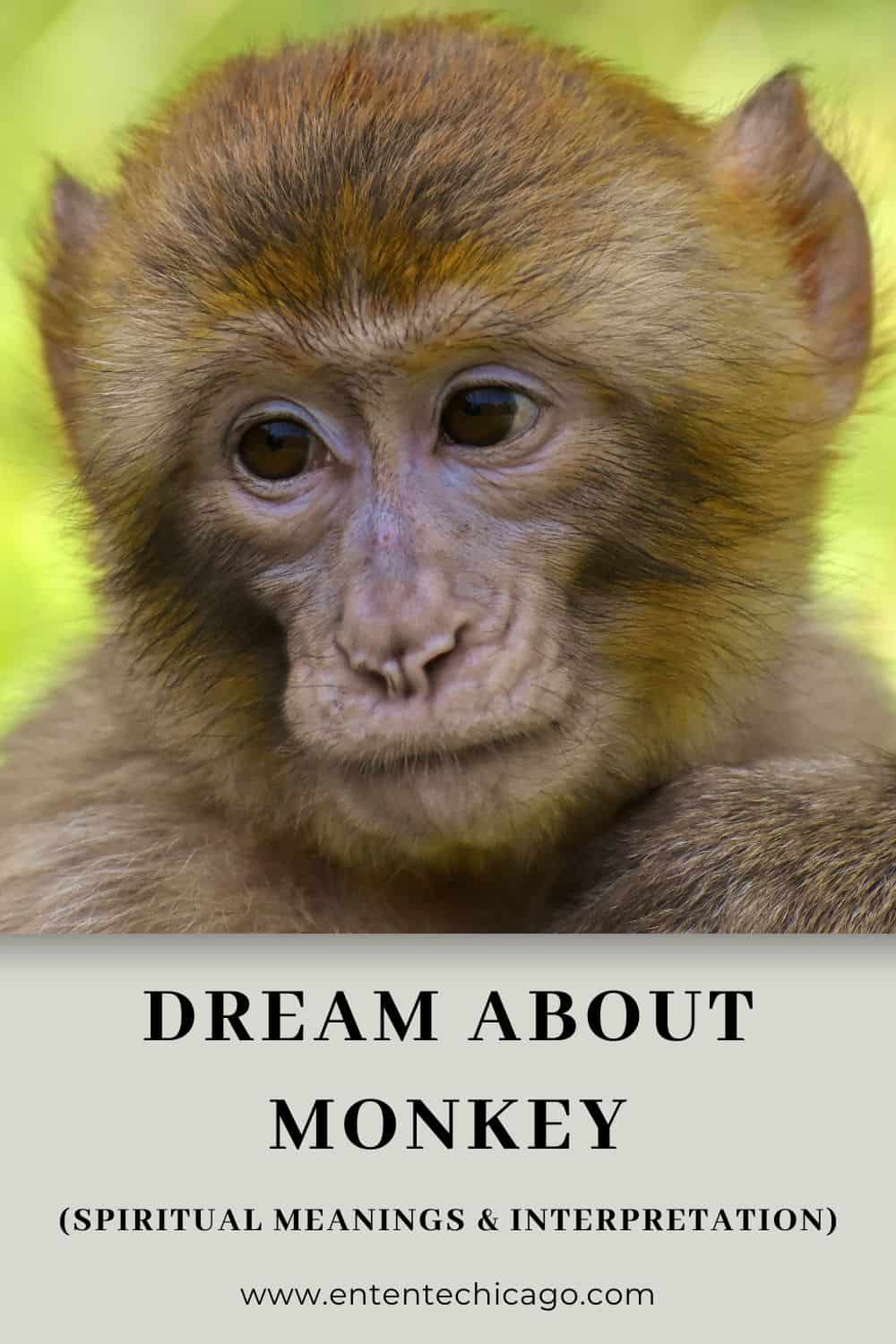 Dream About Monkey (Spiritual Meanings & Interpretation)
