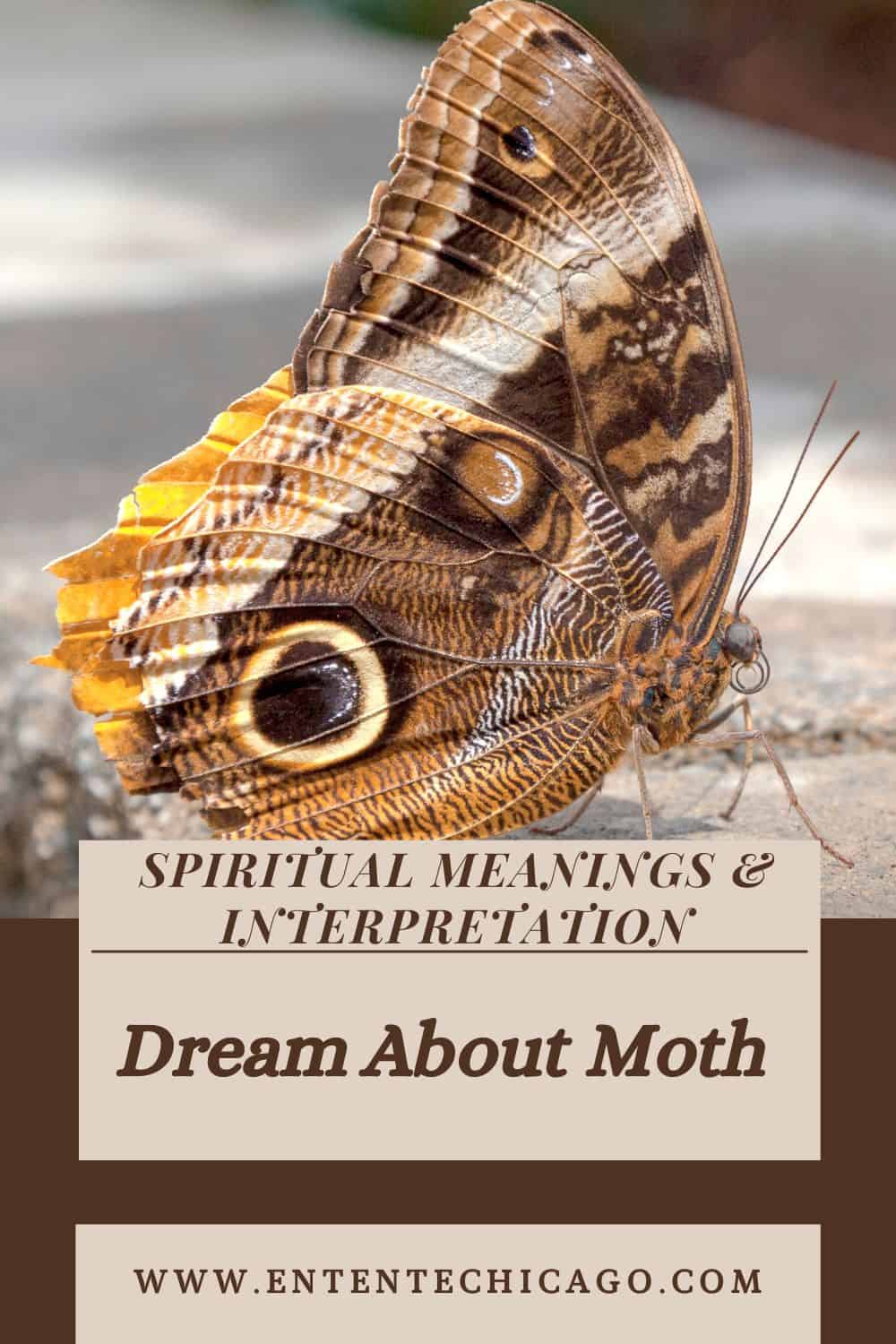 Dream About Moth (Spiritual Meanings & Interpretation)