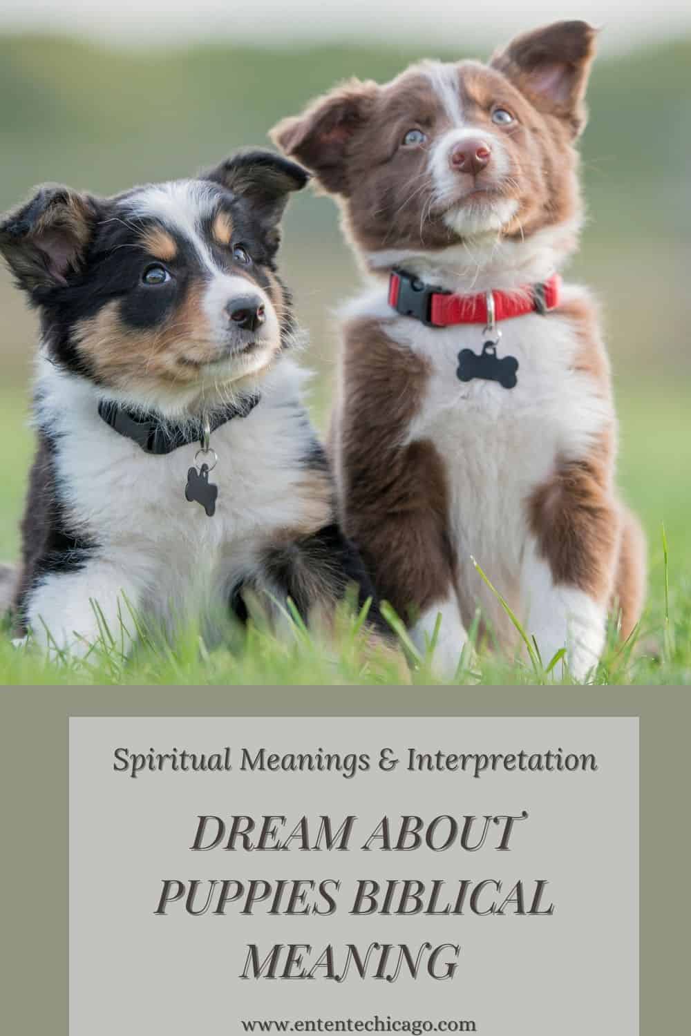 Dream About Puppies Biblical Meaning (Spiritual Meanings Interpretation)