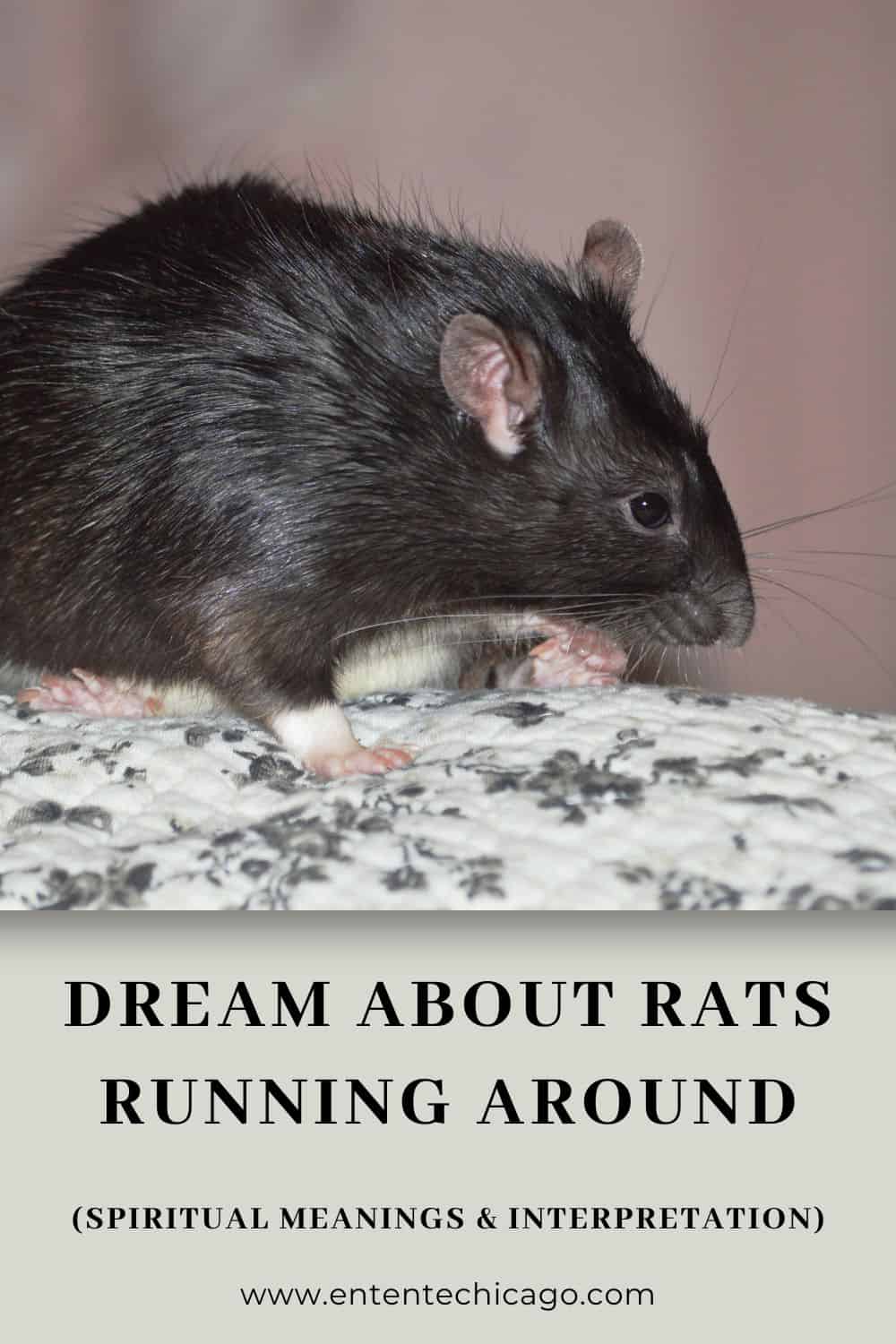 Dream About Rats Running Around (Spiritual Meanings & Interpretation)