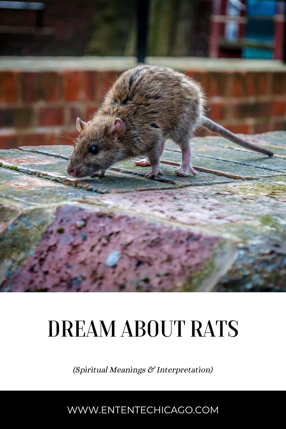 Dream About Rats (Spiritual Meanings & Interpretation)