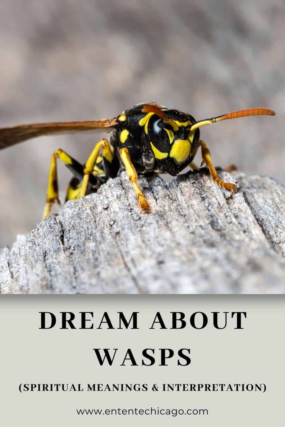 Dream About Wasps (Spiritual Meanings & Interpretation)