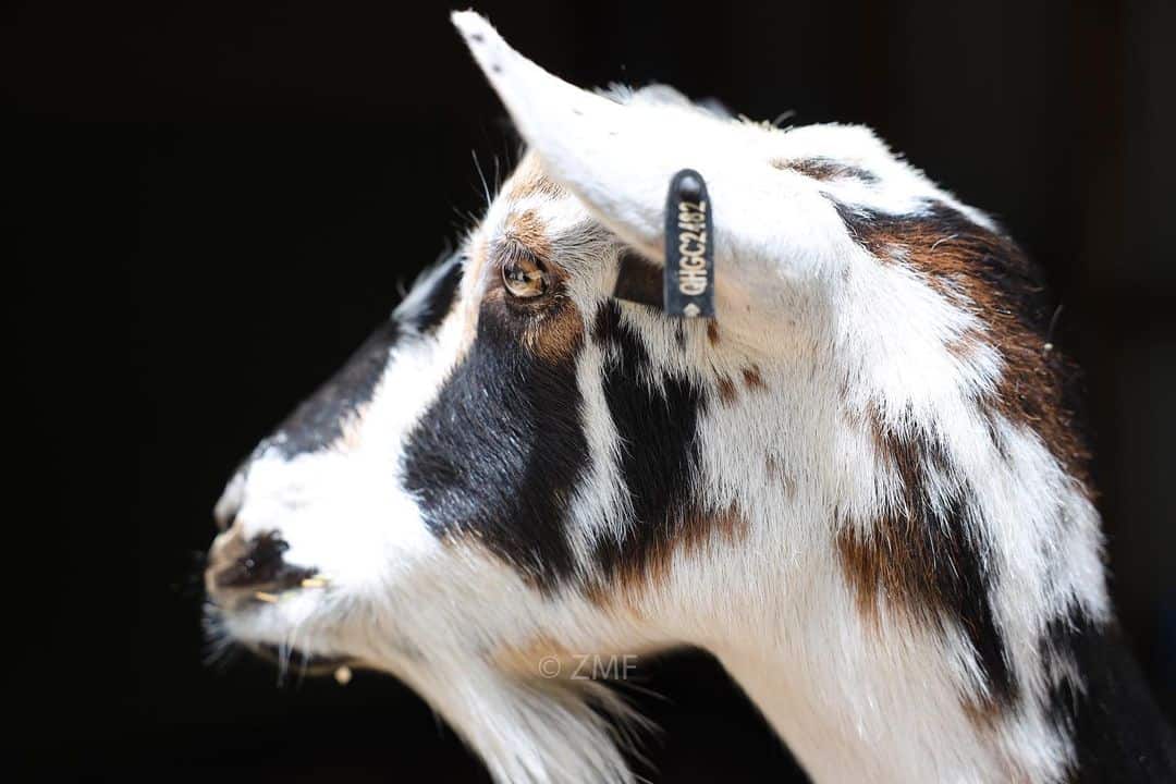 Dream of Goats’ Horns