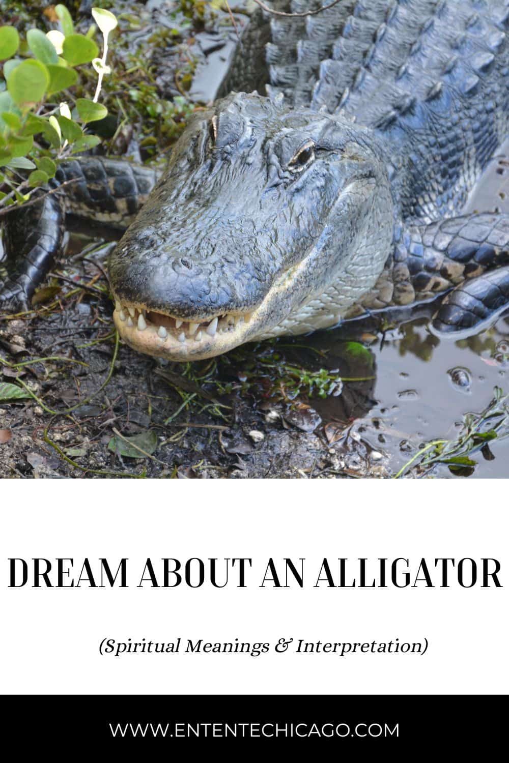 Dreaming About an Alligator: 10 General Interpretations