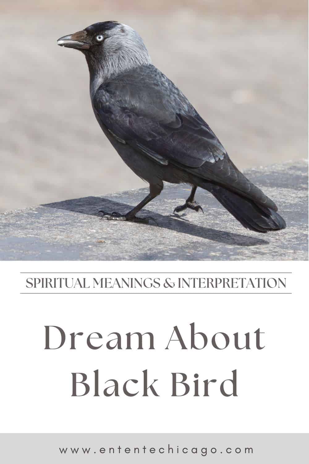 General Interpretation of Blackbird Dream