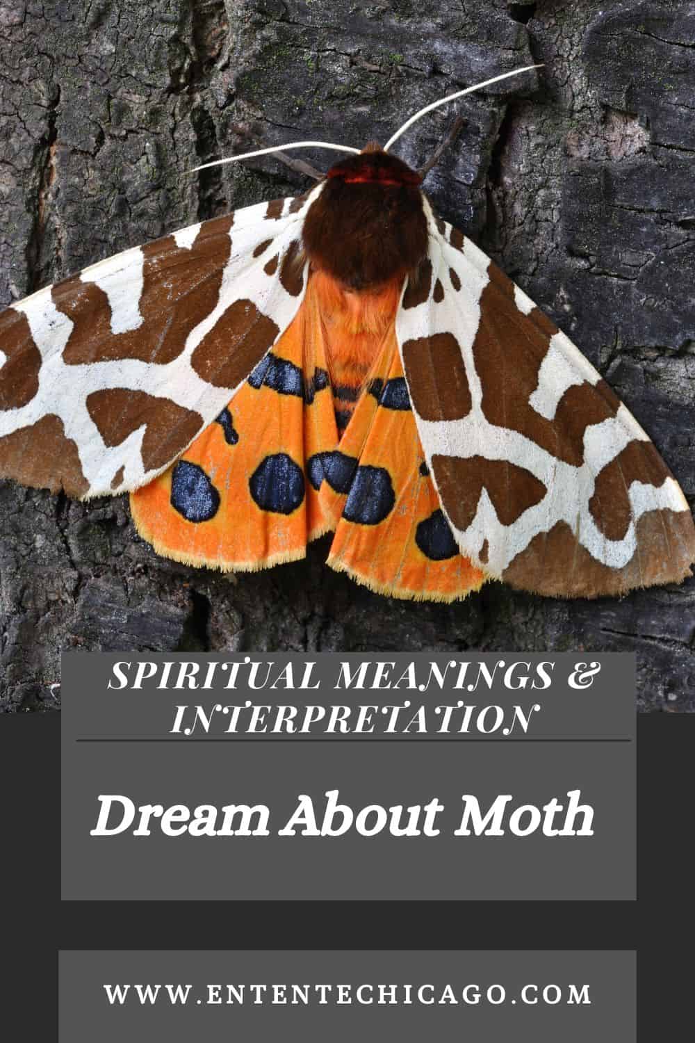Interpretations for Moth-Related Dreams!