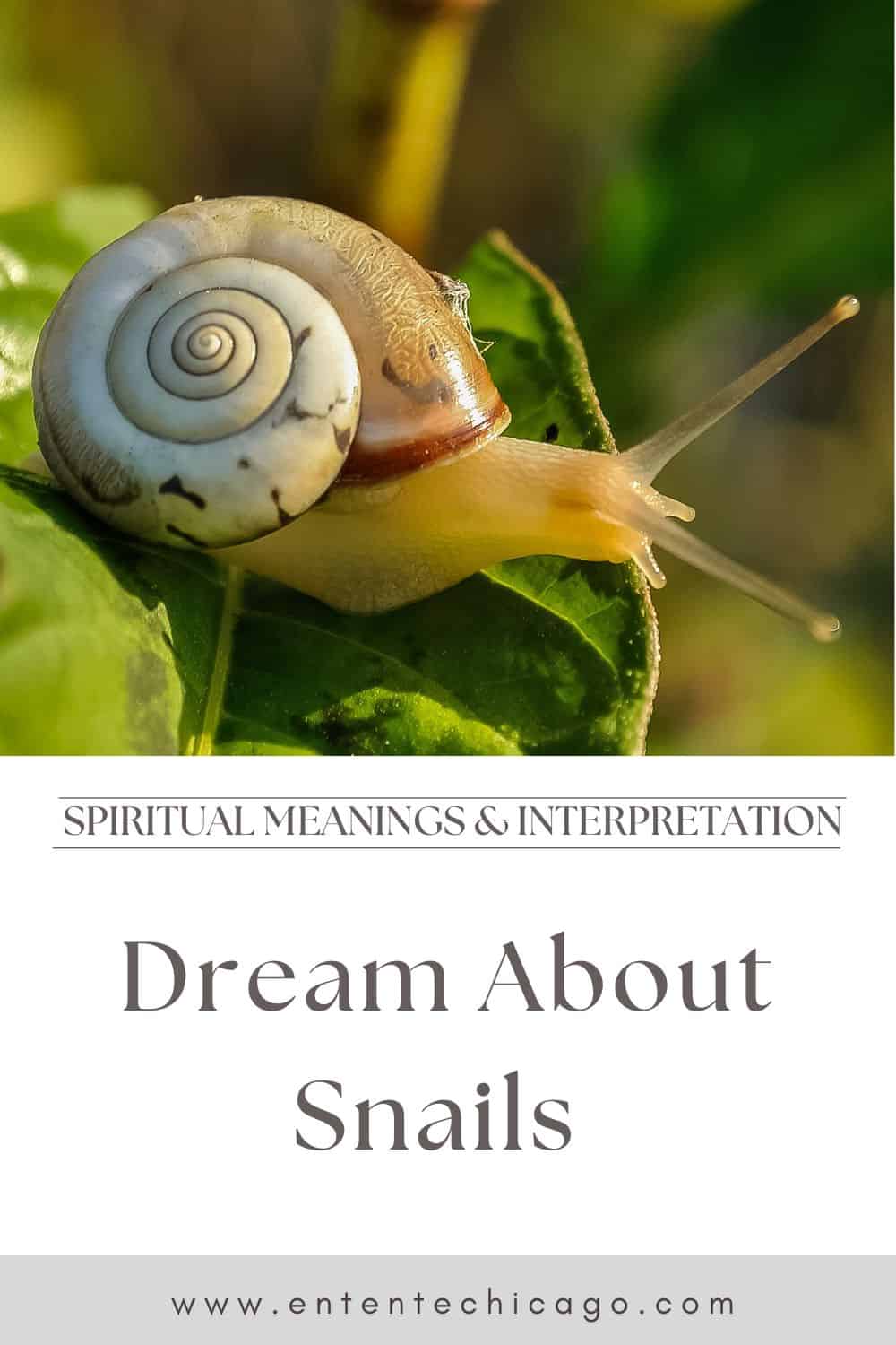 Spiritual Meanings When You Dream About Snail