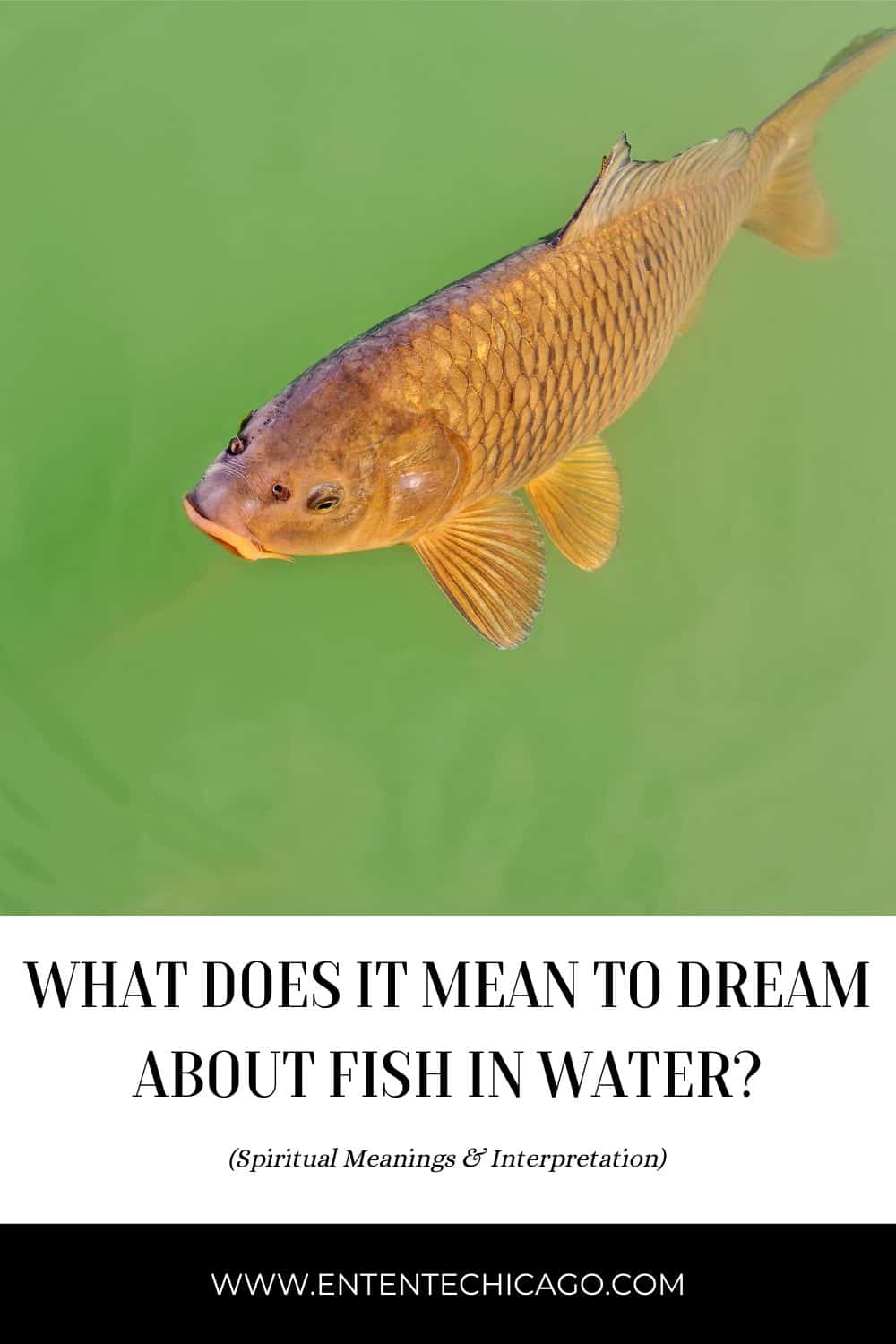 Spiritual Meanings of a Dream About Fish in Water