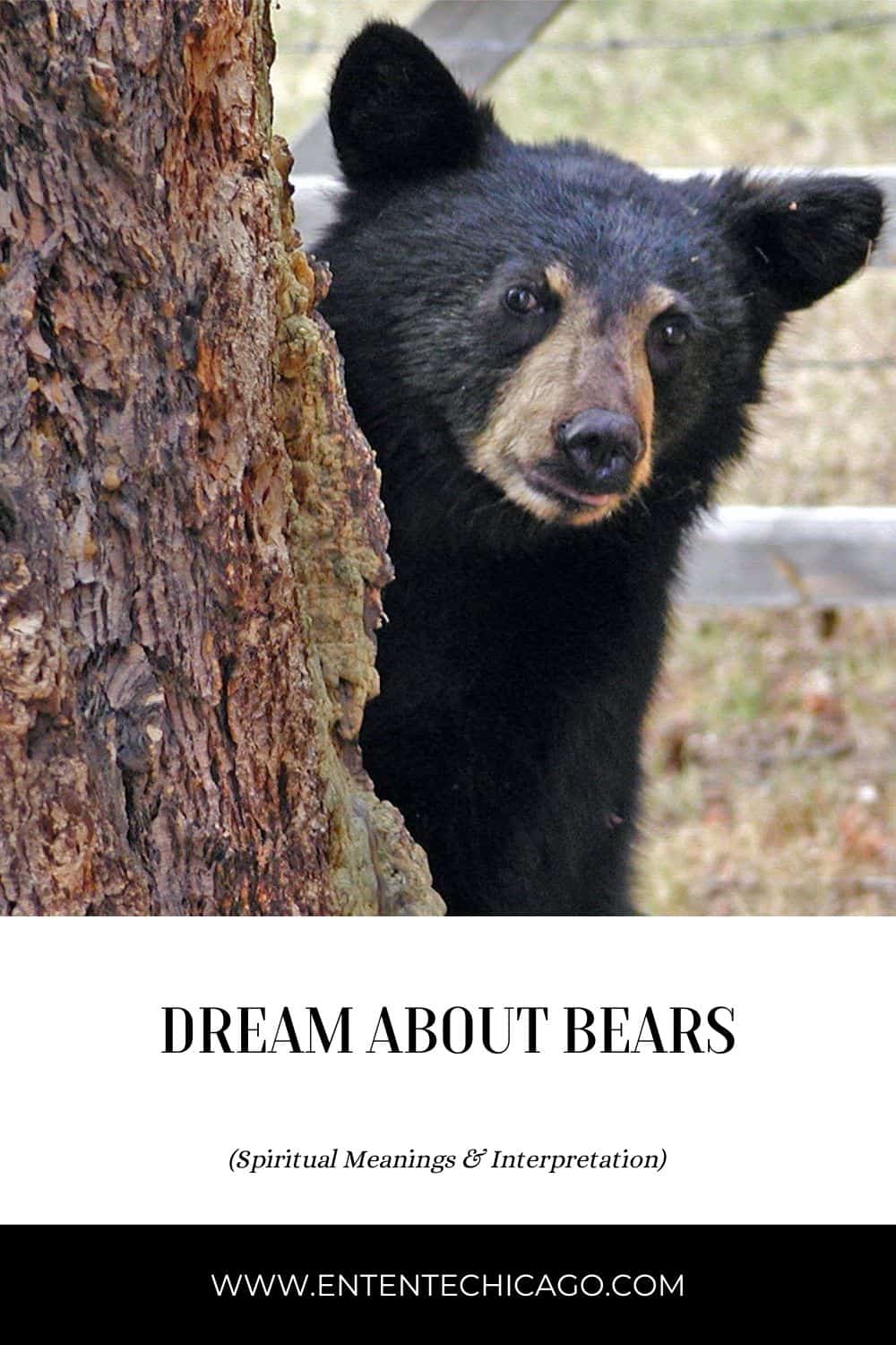 Spiritual meanings of bear dreams