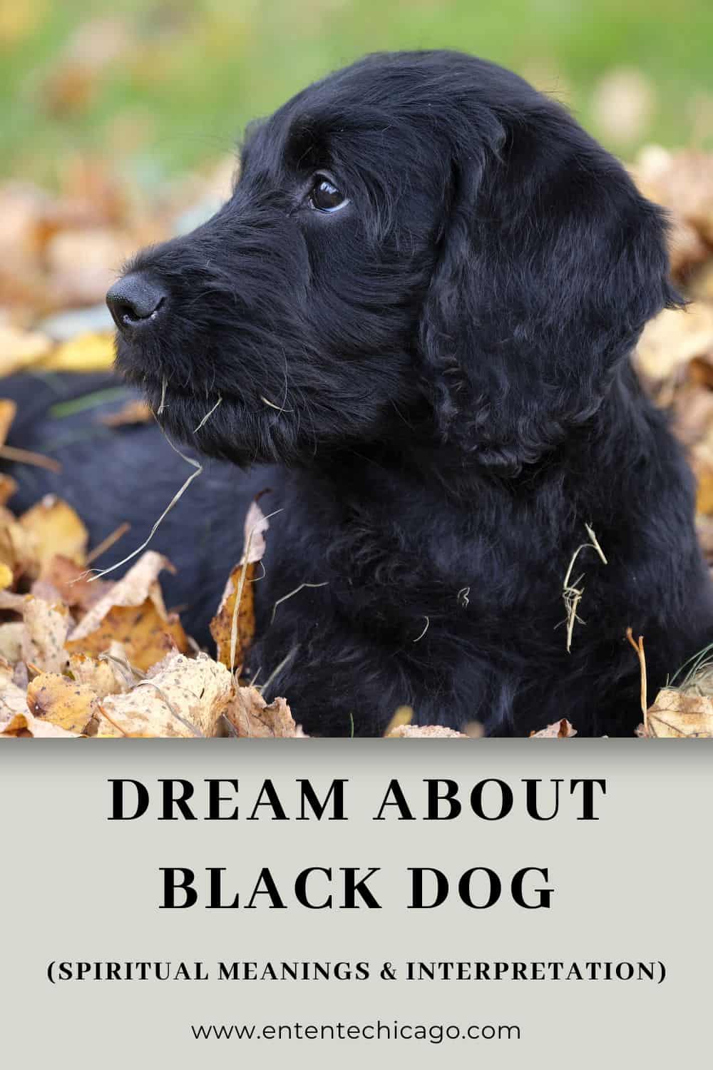 Symbolic Meaning of Black Dog Dreams