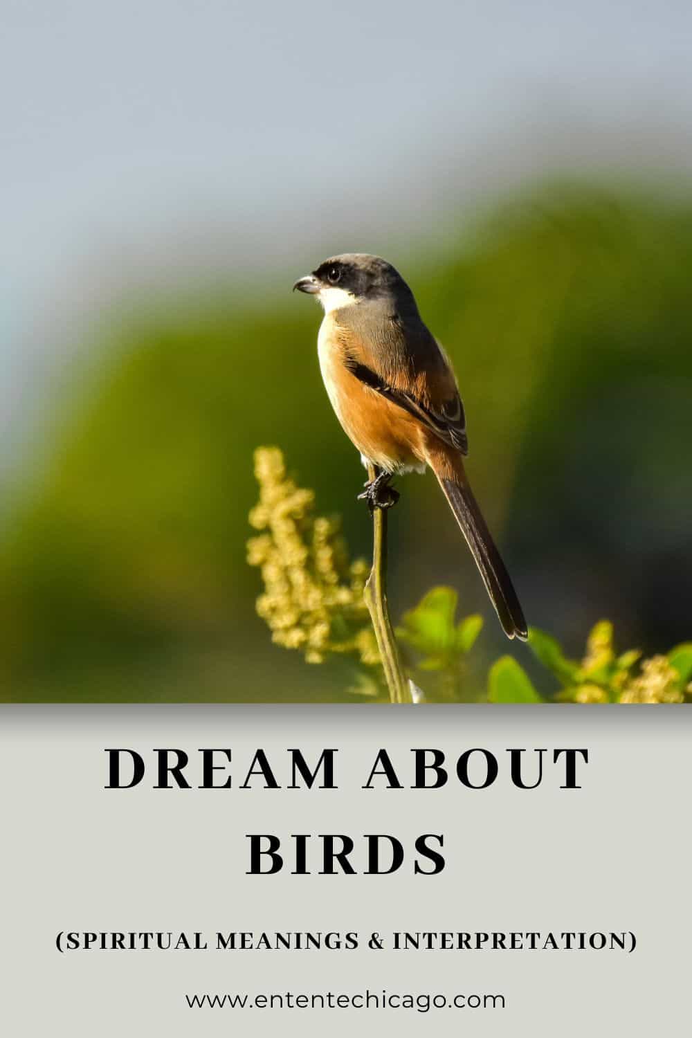 What Bird Dreams Mean For Your Personal Life