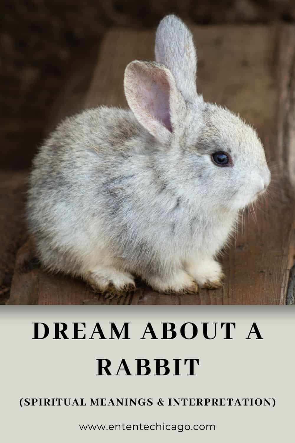 What Do Rabbit Dreams Mean For Your Love Life
