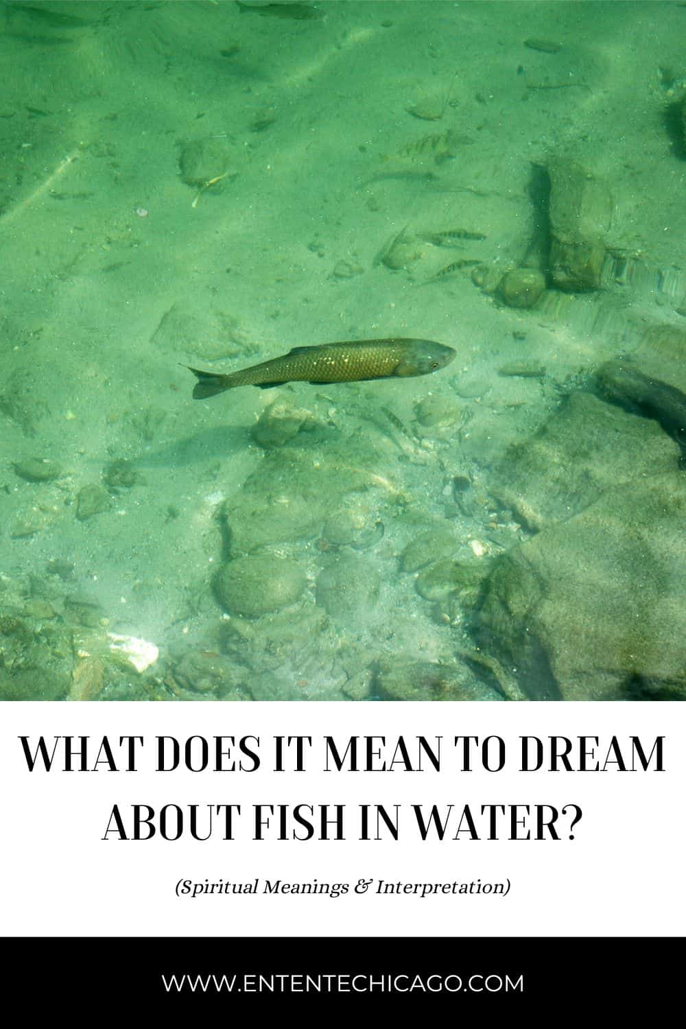 What Does It Mean To Dream About Fish In Water? (12 Spiritual Meanings)
