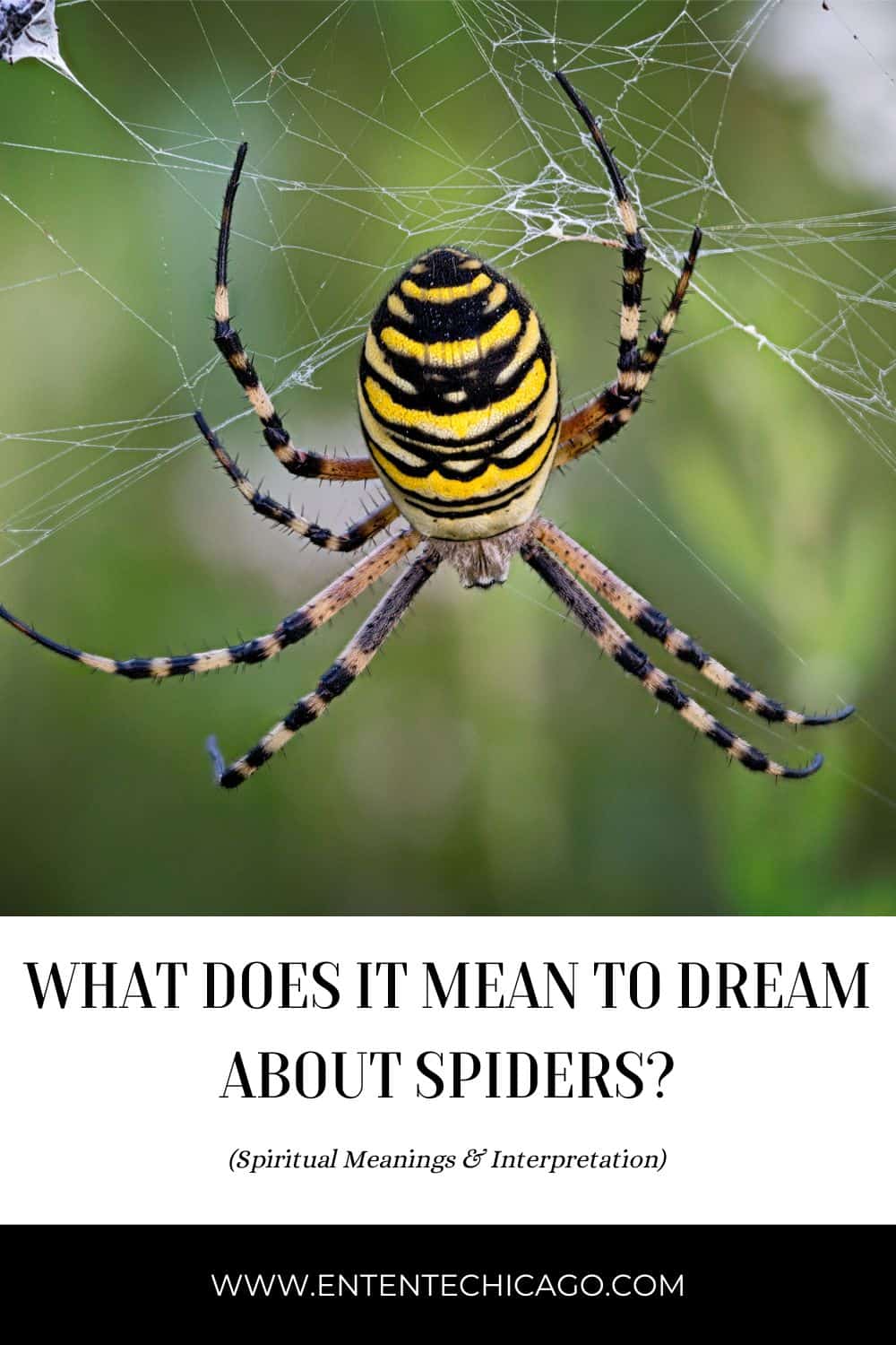 What Does It Mean To Dream About Spiders? (9 Spiritual Meanings)