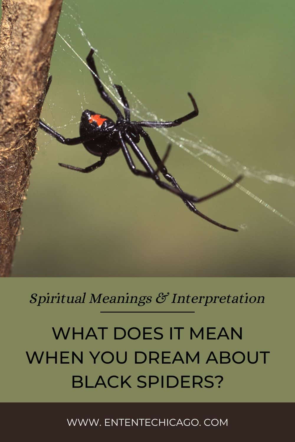 What Does It Mean When You Dream About Black Spiders (Spiritual Meanings & Interpretation)