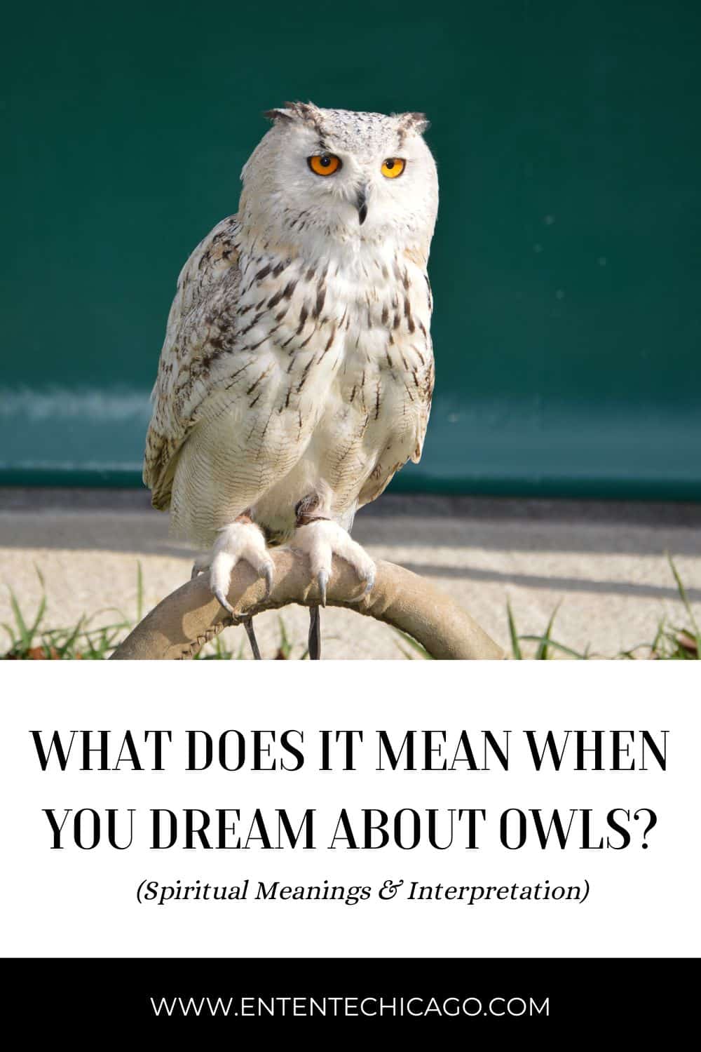 What Does It Mean When You Dream About Owls? (13 Spiritual Meanings)