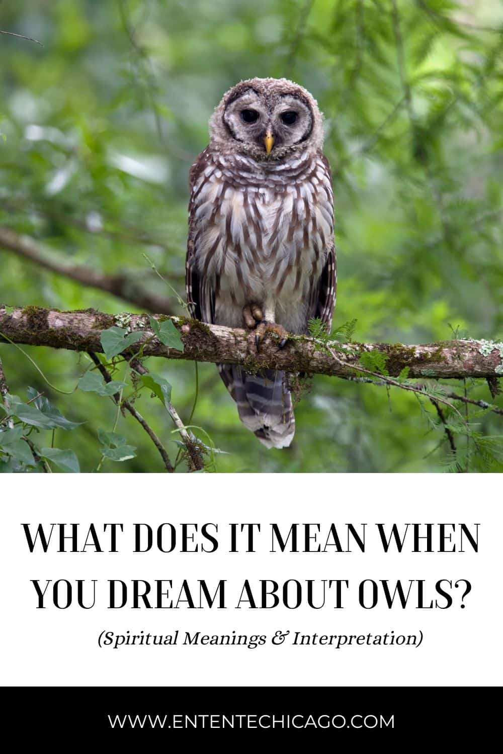What Does It Mean to Dream About Owls