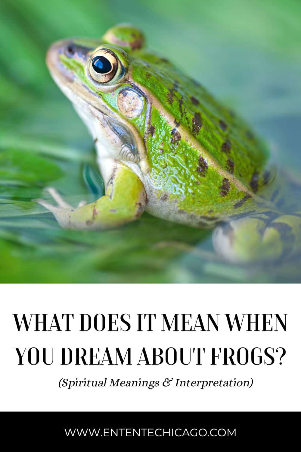 What Does it Mean to Dream About Frogs