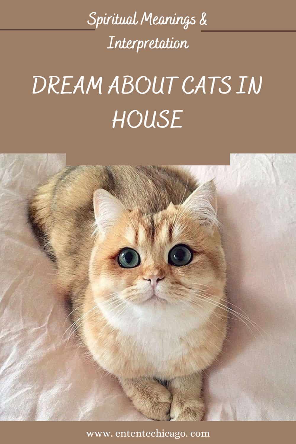 What Does it Mean to Dream about Cats in House?