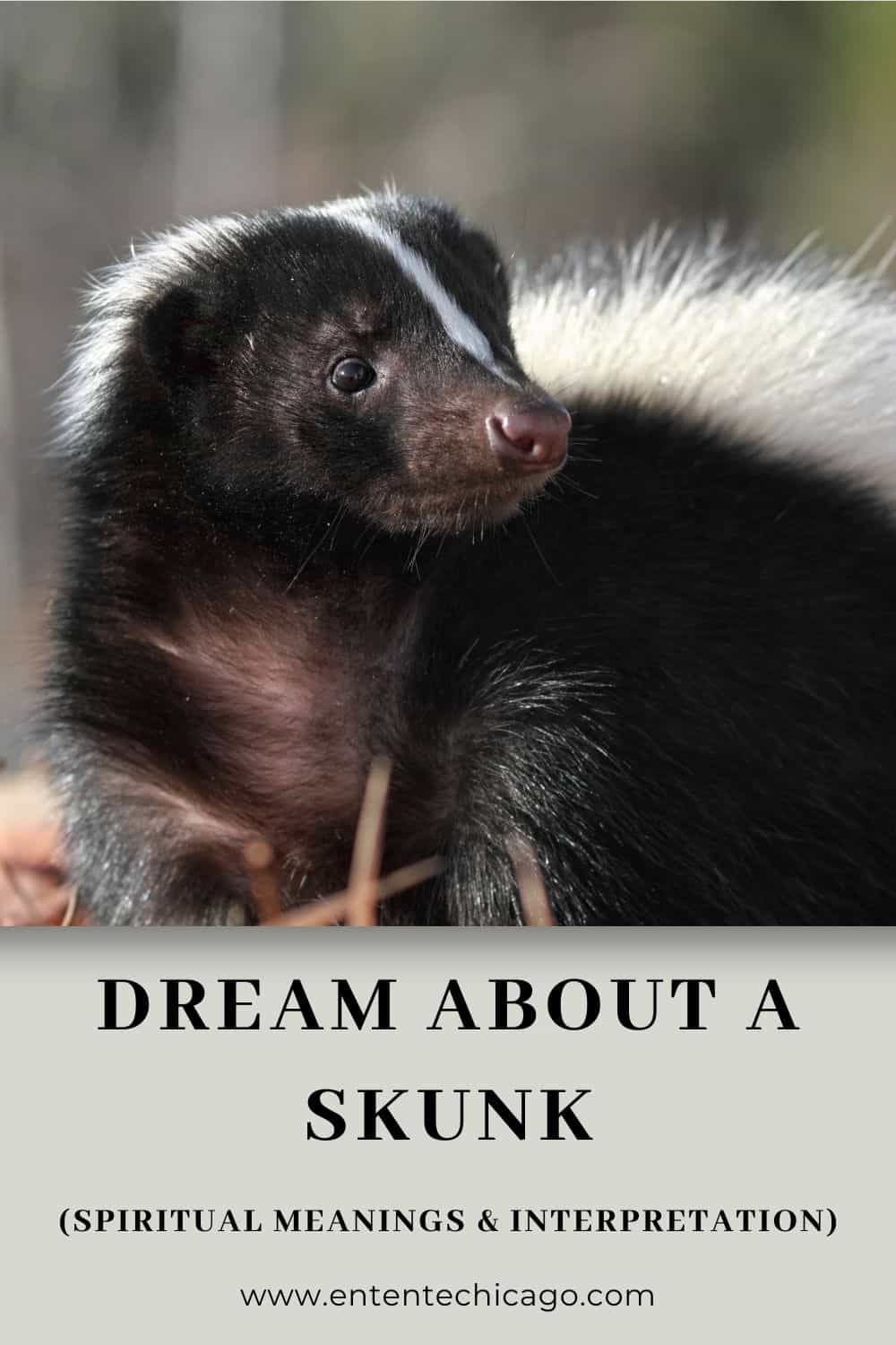 Dream About A Skunk (Spiritual Meanings & Interpretation)