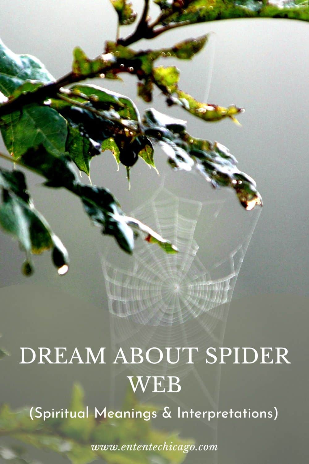 What does a dream about a spider web mean