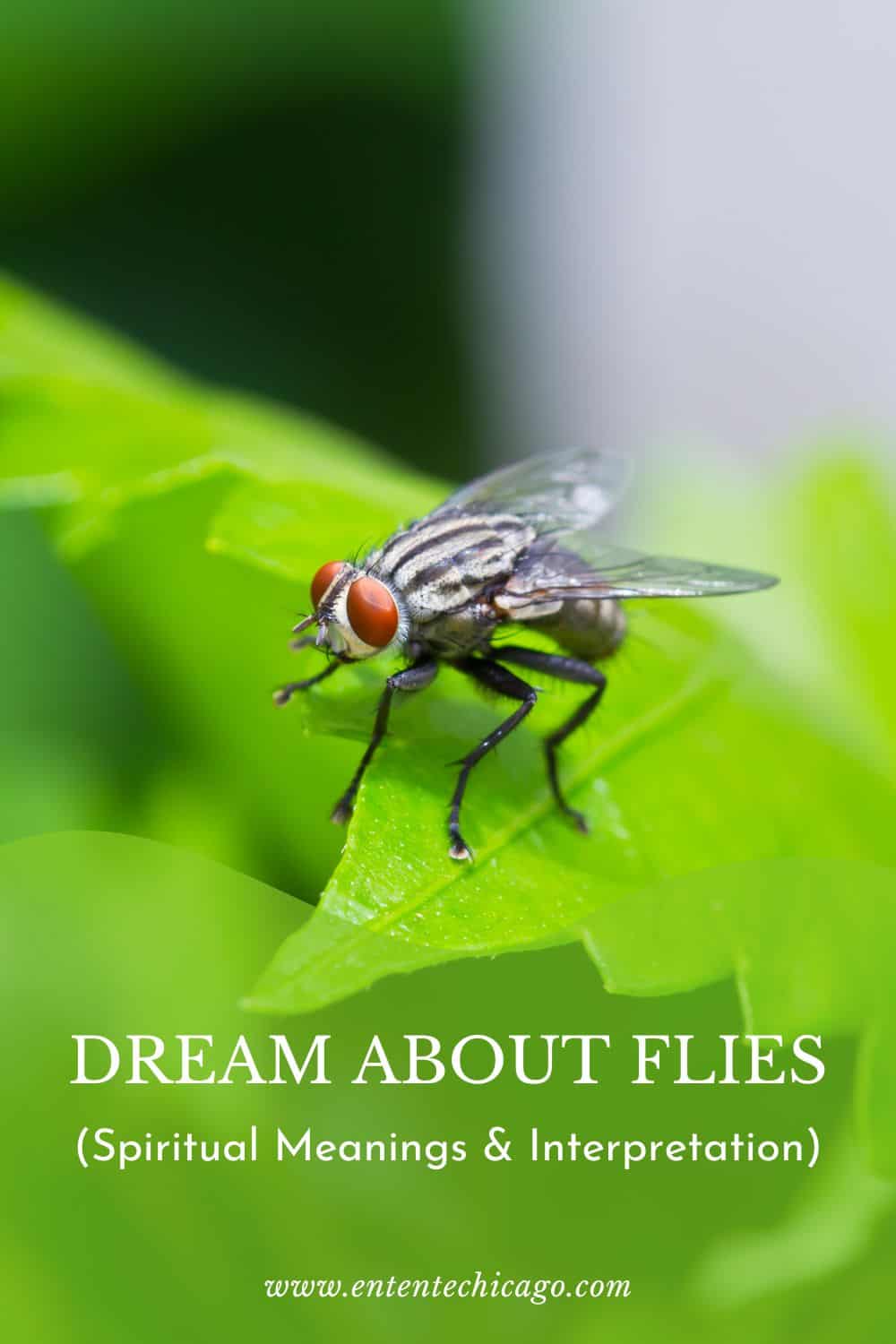 What does it mean to dream about flies