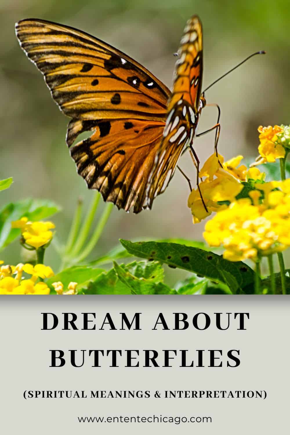 What does it mean when you dream about butterflies