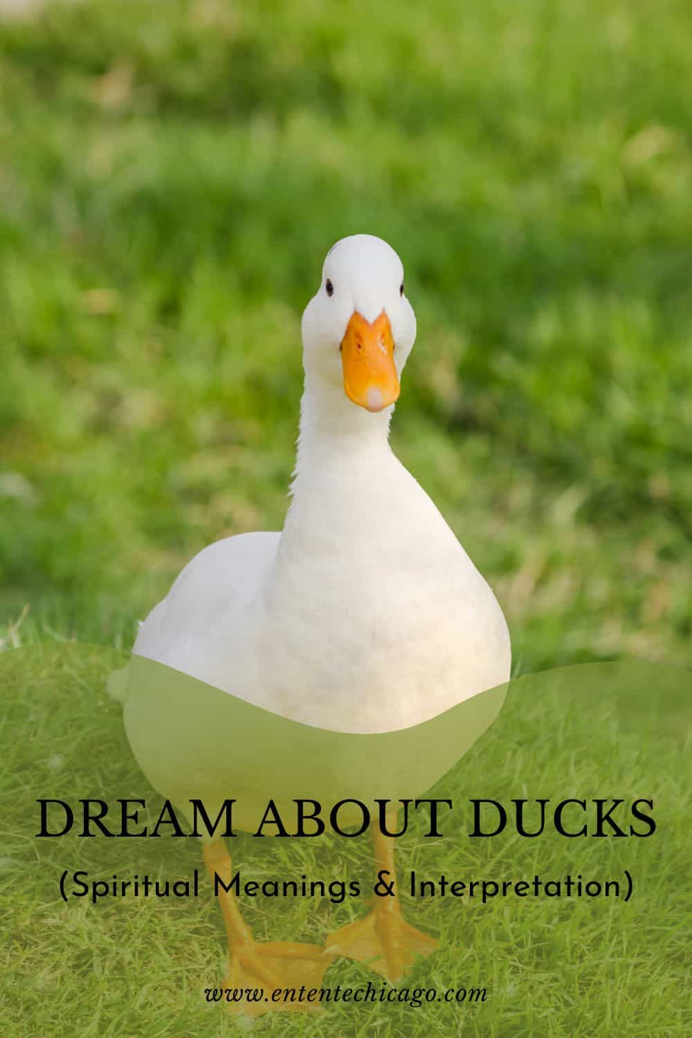 What does it mean when you dream about ducks