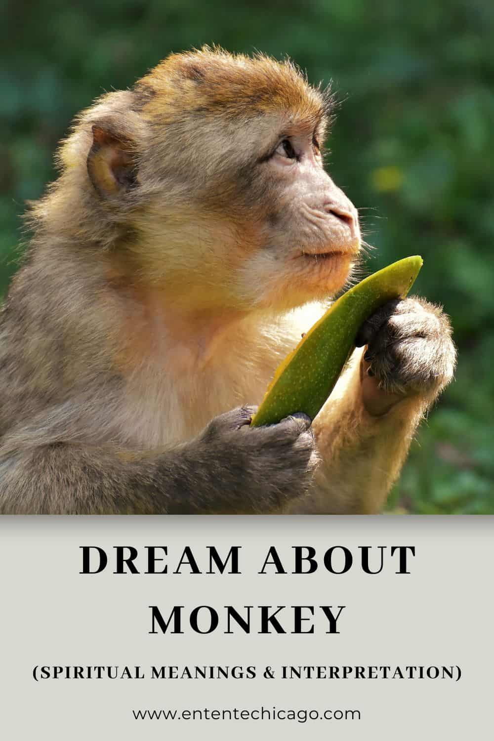 What does it mean when you dream about monkeys