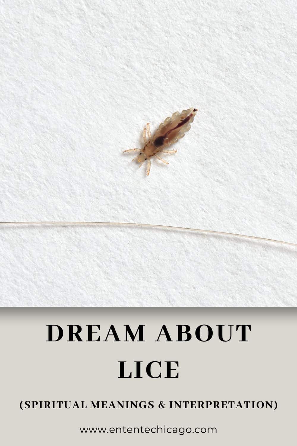 Why Do You Dream About Lice