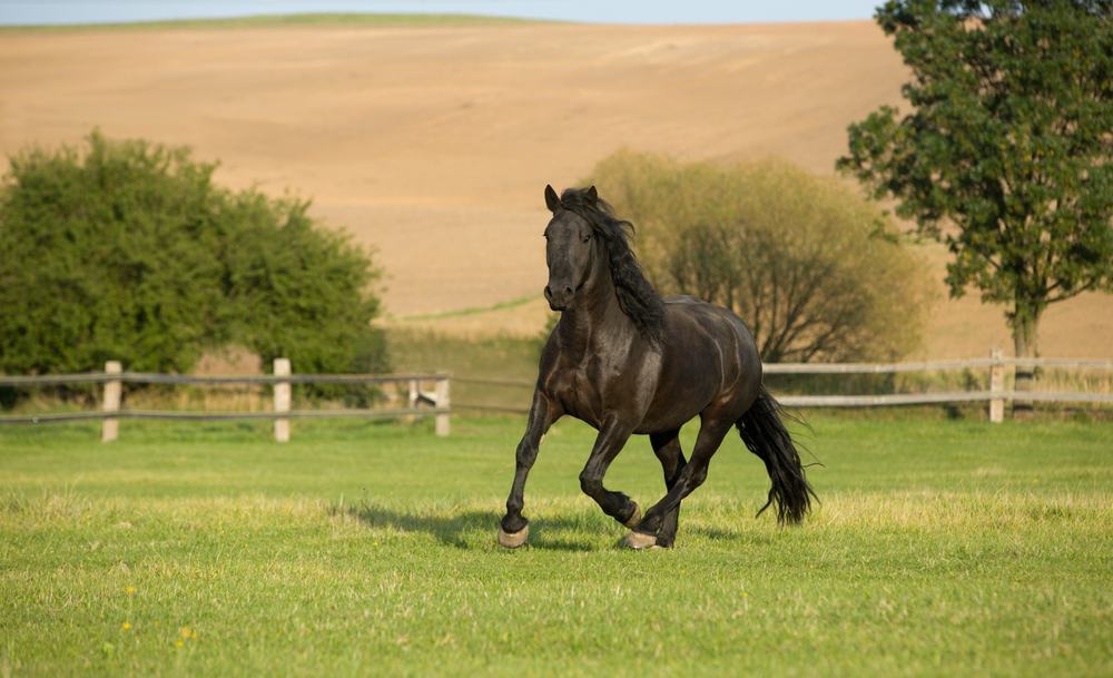 Dream About A Black Horse (Spiritual Meanings & Interpretation)