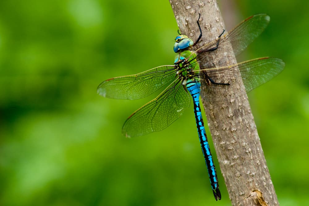Dream About Dragonfly (Spiritual Meanings & Interpretation)