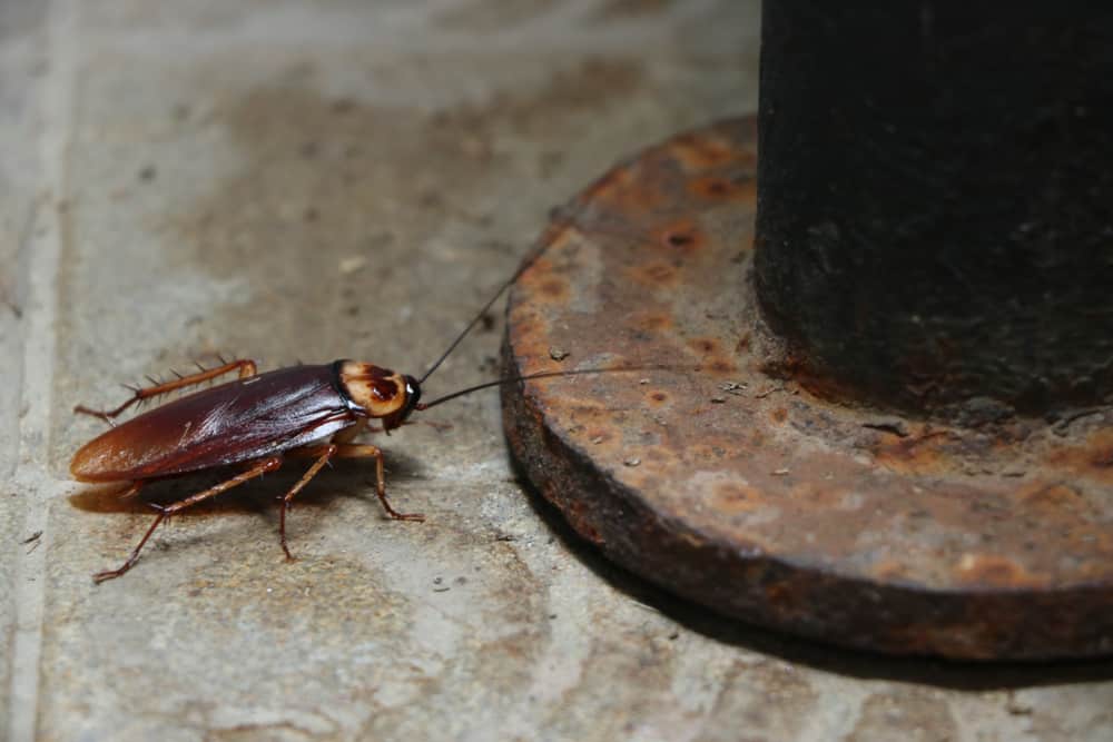 Dream About Roaches (Spiritual Meanings & Interpretation)