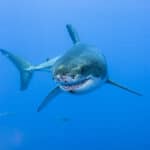 Dream About Sharks (Spiritual Meanings & Interpretation)