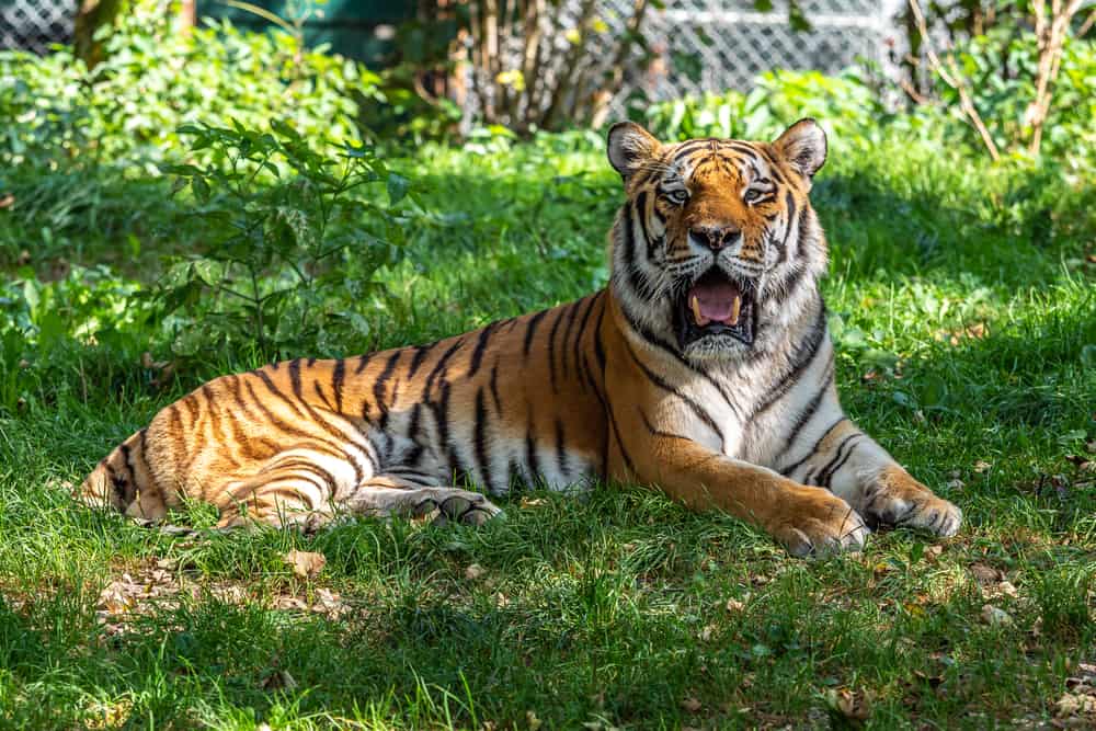 Dream About Tigers (Spiritual Meanings & Interpretation)